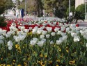 Более 300 тысяч цветов зацветут в Геленджике раньше обычного