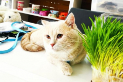 «Зоомаркет»: магазин, который сделает вас и вашего питомца по-настоящему счастливыми