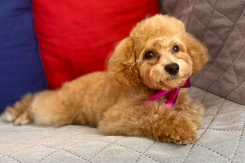 Акция «Знакомство с новым мастером»: груминг-салон Barboss дарит скидку 15%