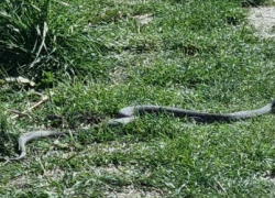 Огромную змею в центре города встретила жительница Новороссийска