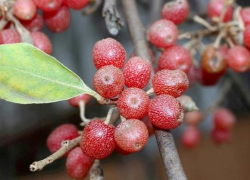 В Геленджике растет редчайший декоративный кустарник