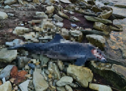 Связана ли смерть дельфина с разливом нефтепродуктов в Геленджикской бухте