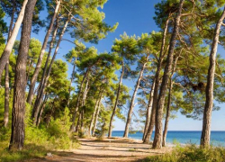 «Создают целебный микроклимат»: чем особенны пицундские сосны, произрастающие в Геленджике