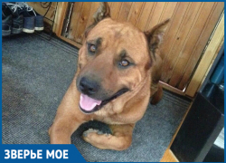 Воспитанный и не злобный терьер ищет дом в Геленджике