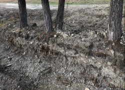 «Накажем по всей строгости»: во время проведения дорожных работ в Геленджике повредили 5 редких сосен