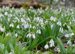 В День подснежника в Геленджике, возможно, будет дождь