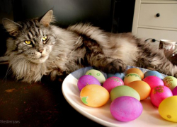 Геленджикским владельцам домашних животных заметка на Пасху — чем можно угостить друга с праздничного стола