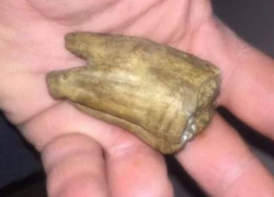 Дорого: в Геленджике продают окаменевший зуб неизвестного морского существа и кости мамонтов