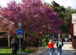 Стало известно, как жители Геленджика отметят 8 марта