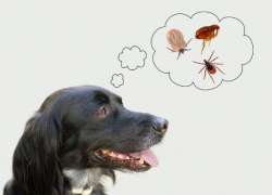 Весенние правила безопасности для владельцев питомцев в Геленджике