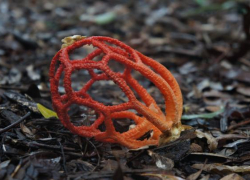 Смертельно опасный гриб могут встретить жители Геленджика