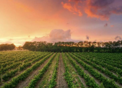 Сергей Алтухов: наша задача – создать условия для качественного развития отечественного виноделия