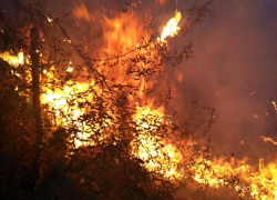 Сумма ущерба 12 миллионов: в Геленджике суд вынес приговор по делу о лесном пожаре