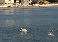 Геленджичане обеспокоены: в Дивноморском пропал лебедь