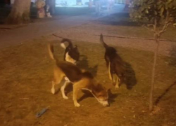 "Надо решать эту проблему": геленджичане жалуются на стаи бродячих собак