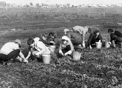 1 марта 1960 года в Геленджике завершился месячник сбора удобрений