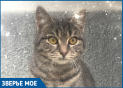 Знатока домашней жизни выкинули на улицу в Геленджике