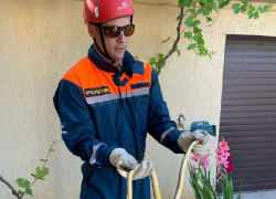 Гадюка в палисаднике и желтопуз в доме: змеи повадились залазить в гости к геленджичанам