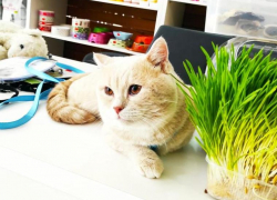 «Зоомаркет»: магазин, который сделает вас и вашего питомца по-настоящему счастливыми