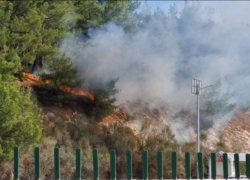 В Геленджике горит лес из пицундской сосны