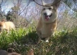 Сафари-парк Геленджика попал в объектив федерального канала