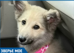 Виляние хвостом в стиле «ламбада-дэнс» не оставит геленджичан равнодушными