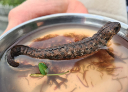 «Помогите пристроить крокодила» -такая просьба геленджичанки облетела кубанские паблики