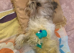 "Он буквально на грани жизни и смерти": семья из Геленджика просит помочь их питомцу