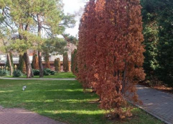 «Прячется глубоко в коре»: в Геленджике из-за нового короеда погибают многие растения