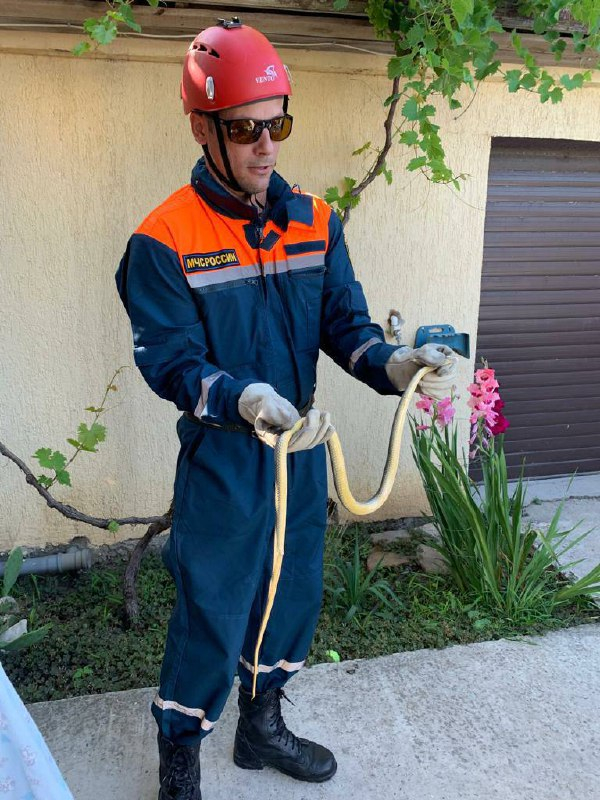 Гадюка в палисаднике и желтопуз в доме: змеи повадились залазить в гости к геленджичанам