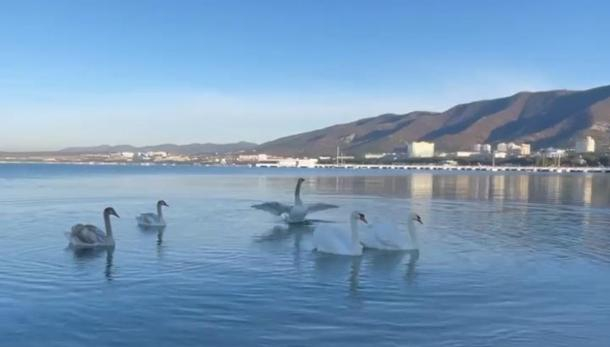 В Геленджик прилетели лебеди