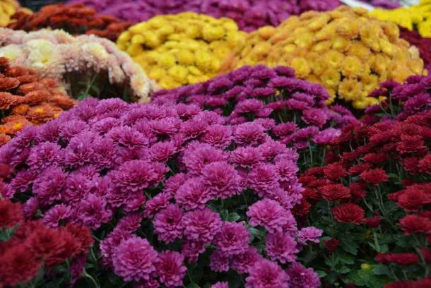 Платановая аллея утопает в цветах: в Геленджике работает ландшафтная ярмарка