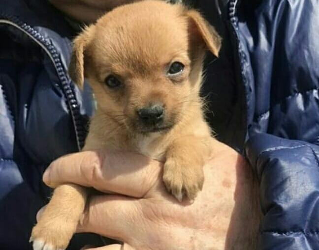 Миниатюрная девочка с умными глазами ищет дом в Геленджике