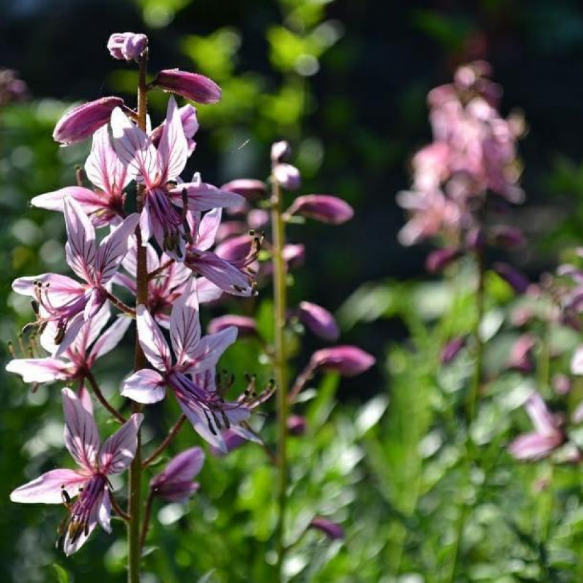Опасное растение зацвело в окрестностях Геленджика