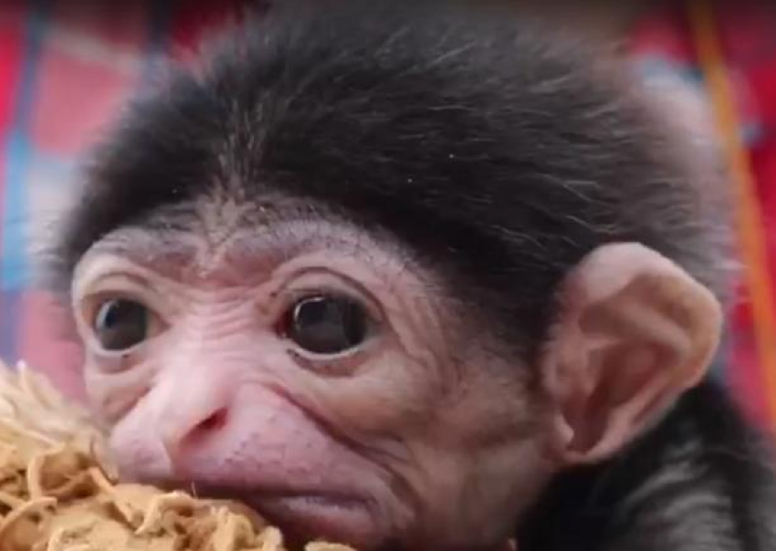 Чернорукий гиббон из Геленджика получил имя