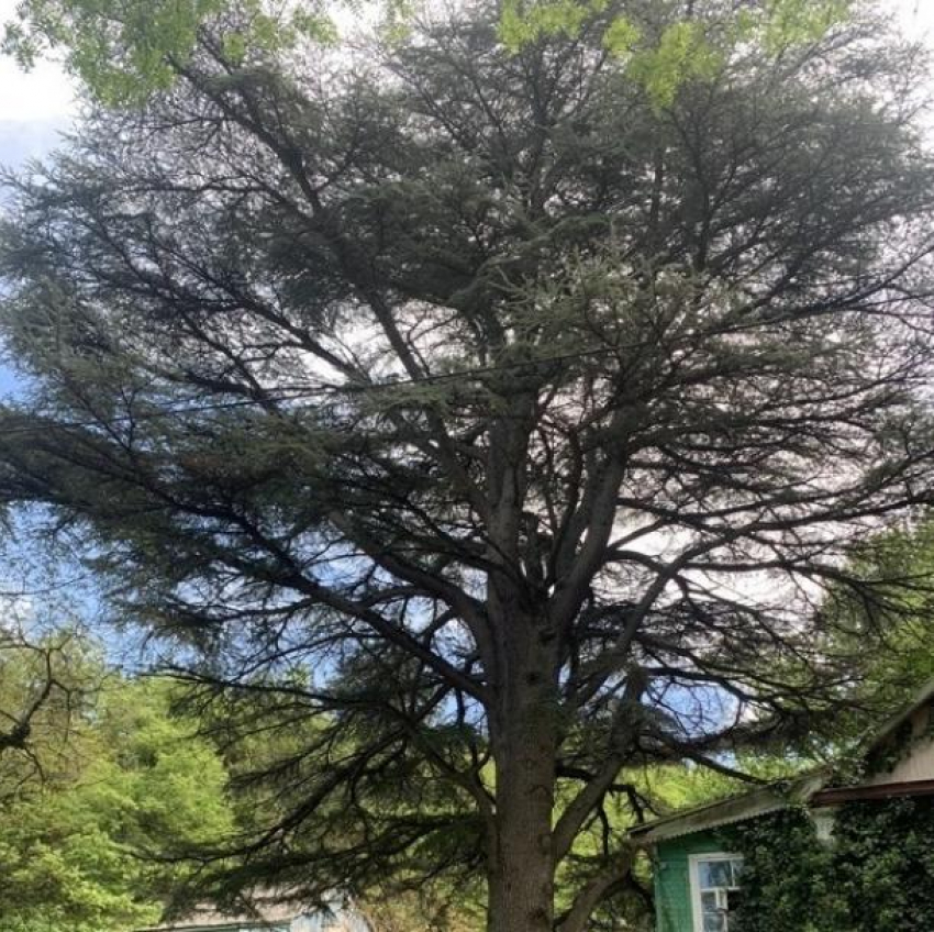 150-летний ливанский кедр в Геленджике получил статус памятника живой природы