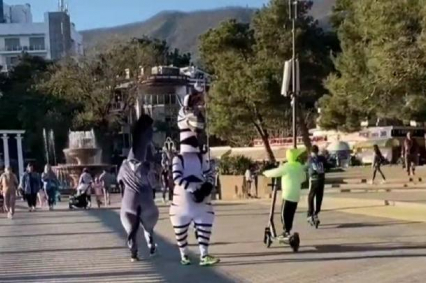 «От них нет никакого спасения»: животные на набережной не дают людям прохода