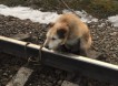 Машинист успел остановить поезд и спасти собаку, которую привязали к рельсам