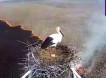 Невозмутимый аист не бросил гнездо с яйцами во время пожара