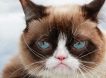 Умерла самая угрюмая кошка в мире