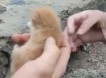 Котенка-крохотулю спасли из бетонного бункера