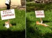Кот устроил  одиночный пикет