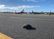 Черепаха остановила самолёт на взлётке в Австралии