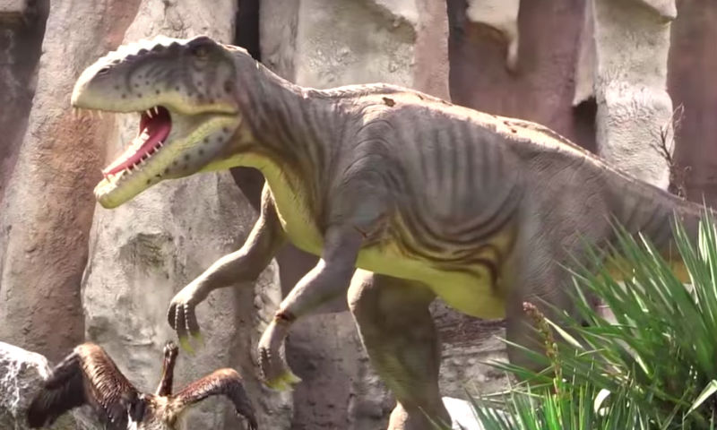 Экспертиза доказала: «Чиновники Краснодара говорят о продолжении давления на «Сафари парк»