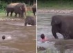 Чуткий слоненок бросился спасать человека и умилил сети