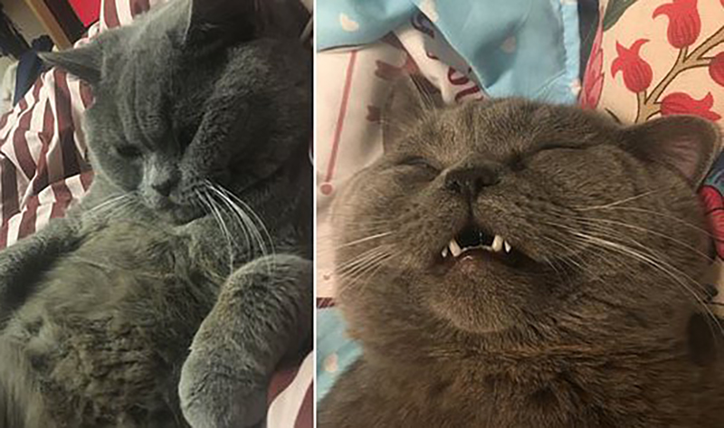 Коту понадобилась капельница после ночи с 5 кошками