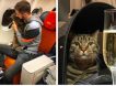 Слишком толстого кота не пустили в самолёт, и он полетел бизнес-классом