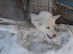 В Якутии собаки умирают в открытых вольерах приютов при -50 градусах