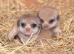 Фотографии малюсеньких сурикатов