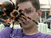Утратил бдительность: половой орган москвича укусил паук-птицеед